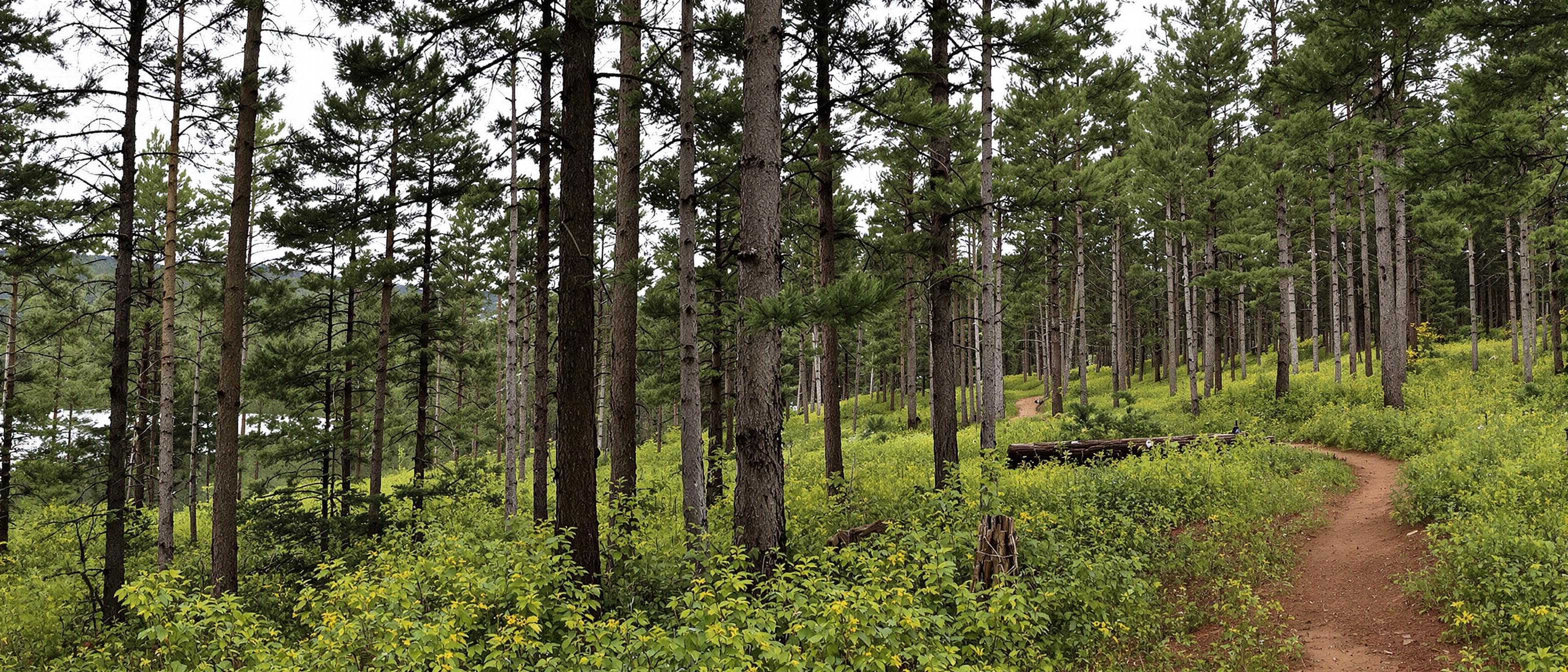 trail in a pine forest